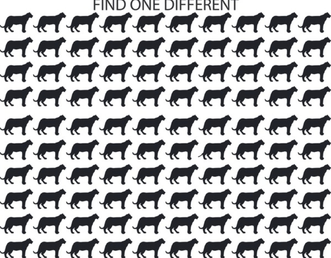 Find the different leopard pattern